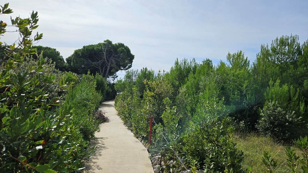Un sentier qui traverse des buissons denses, avec des arbres des deux côtés
