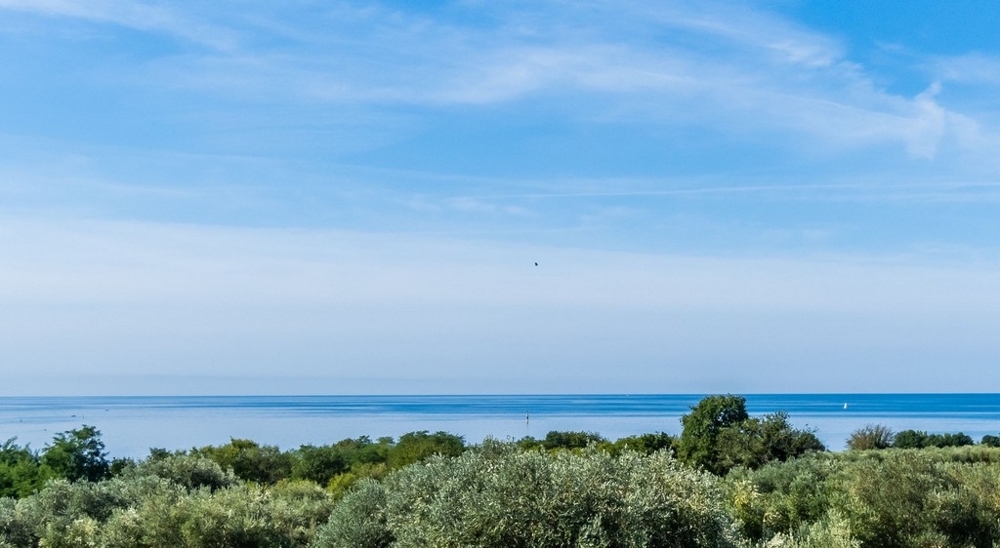 Oliveraie au premier plan et mer calme derrière