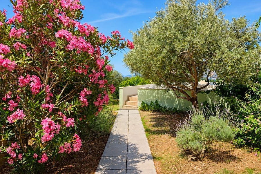 Jardin méditerranéen avec olivier en Croatie