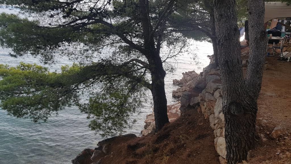 Pins au bord de l'eau avec vue à travers les branches sur la mer
