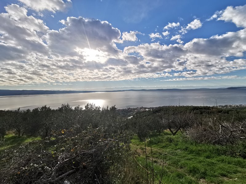 Oliveraie avec vaste vue sur la baie et la côte