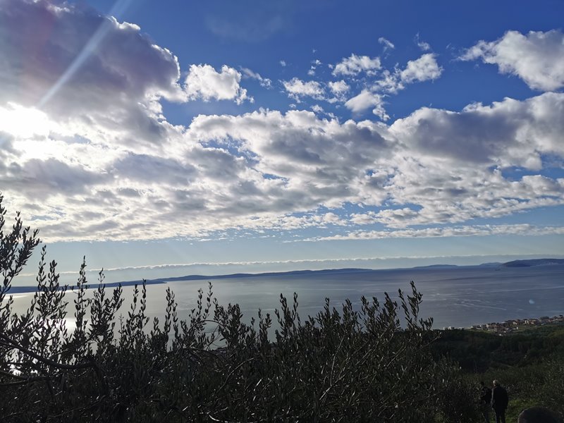 Branches d'olivier devant un ciel nuageux et une vaste vue sur la mer