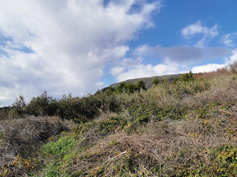 Pente envahie par la végétation avec oliviers sous un ciel nuageux