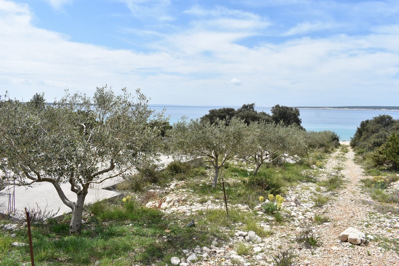 Oliviers sur le terrain avec chemin de terre menant à la mer