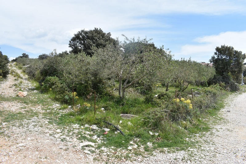 Oliviers et arbustes en fleurs le long du chemin de terre