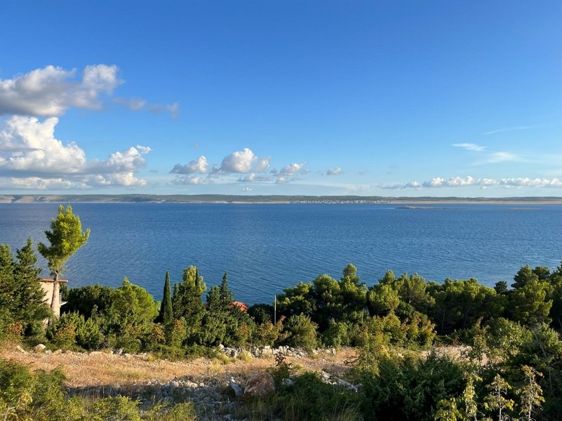Pins et broussailles devant la vaste baie le matin