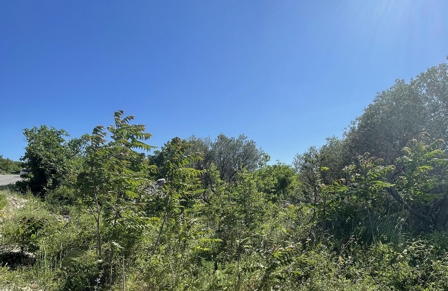 Terrain boisé avec arbres