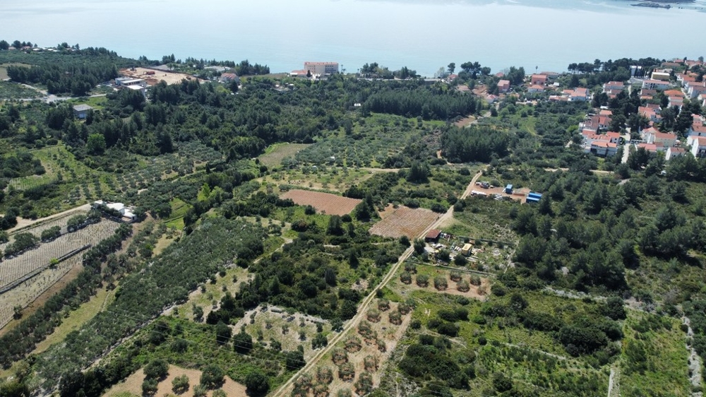 Vue aérienne des oliveraies entre le village et la côte