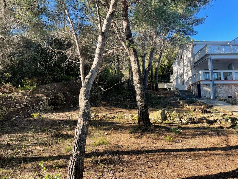 Pins sur le terrain à côté de la maison blanche