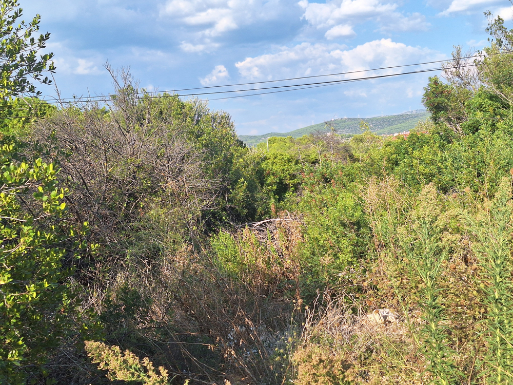 Terrain à la végétation dense avec vue sur les collines