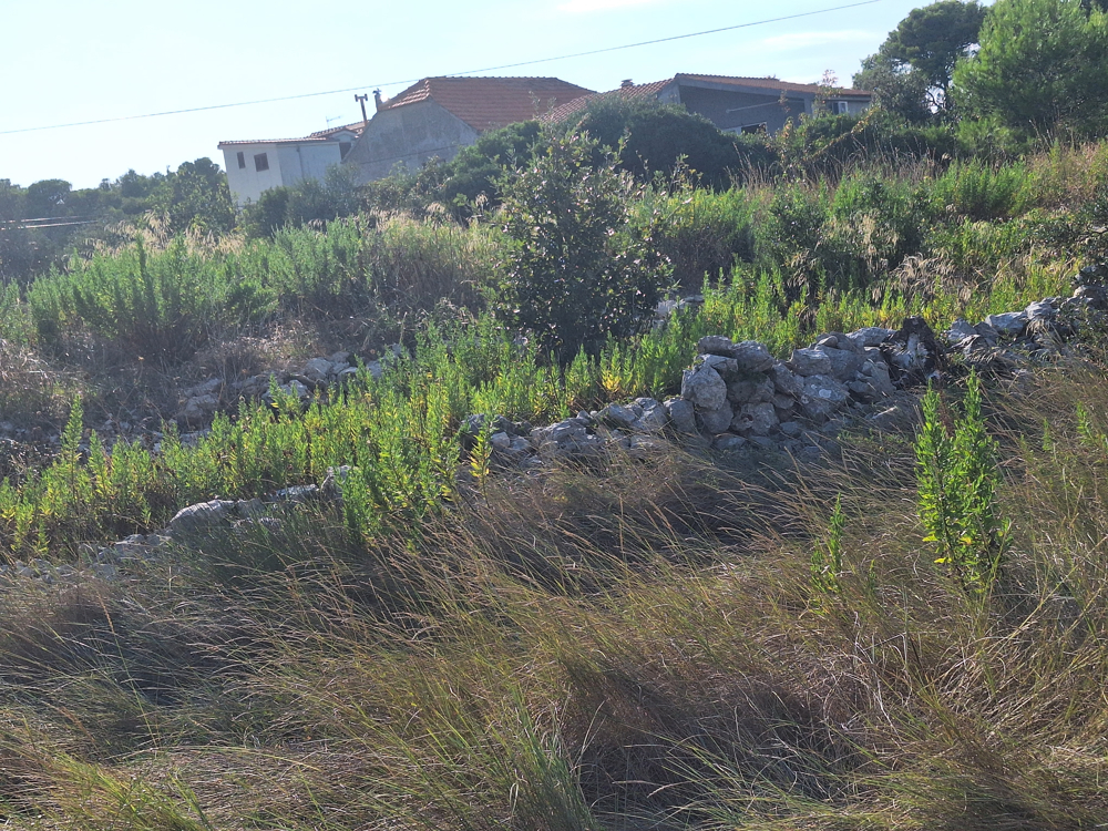 Vue sur la verdure.