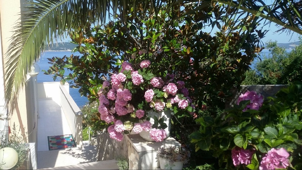 Jardin méditerranéen avec fleurs en fleurs et vue mer