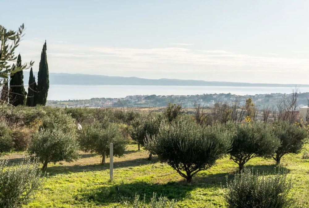 Oliveraie avec cyprès et vue sur la ville côtière