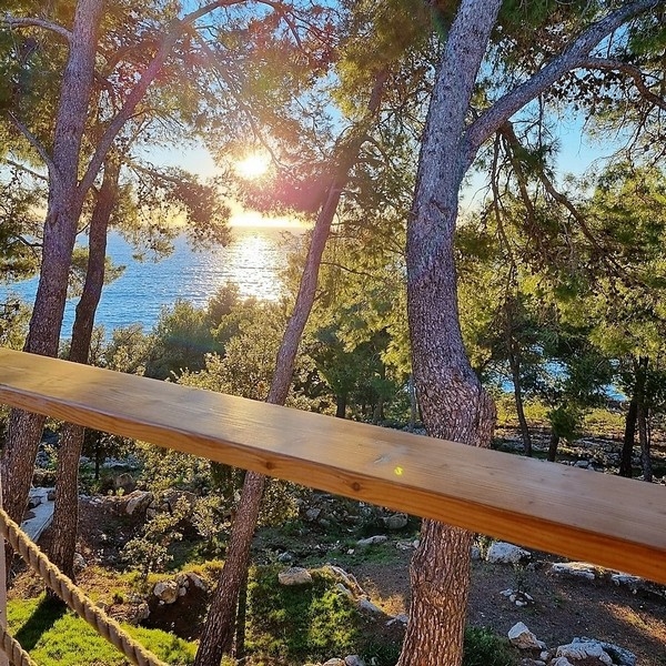 Vue à travers les pins sur la mer à contre-jour