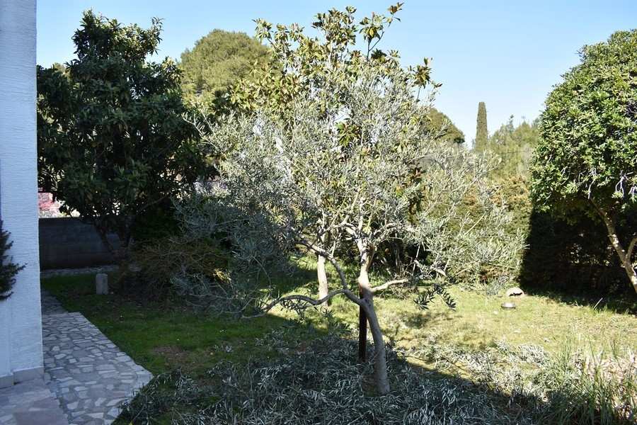 Olivier dans le jardin à côté du chemin pavé