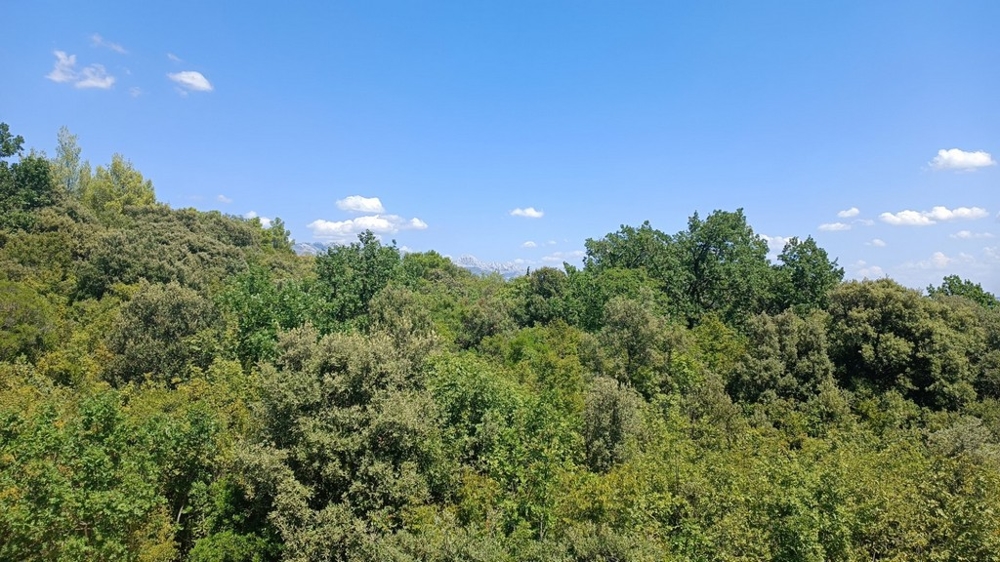 Végétation méditerranéenne dense avec vue sur les montagnes à l'arrière-plan