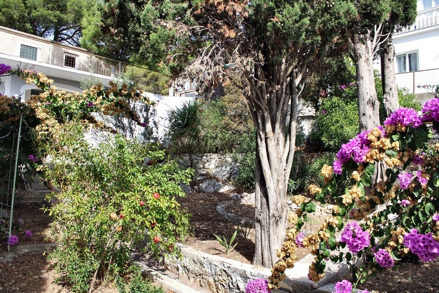Jardin avec bougainvillée en fleurs et vieil arbre