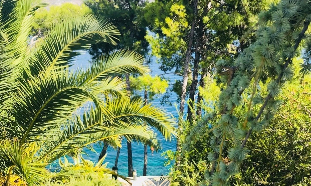 Palmes et pins encadrent la vue sur l'eau turquoise