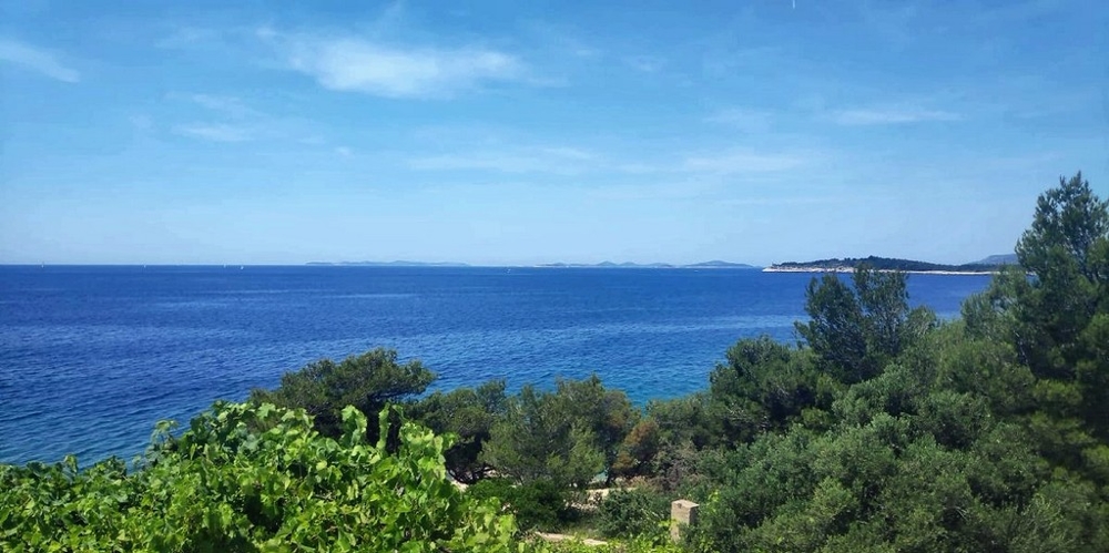 Feuillage de vigne et pins avec vue sur les îles en pleine mer