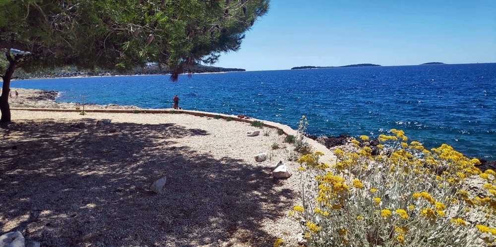 Plage de galets sous les pins avec arbustes en fleurs