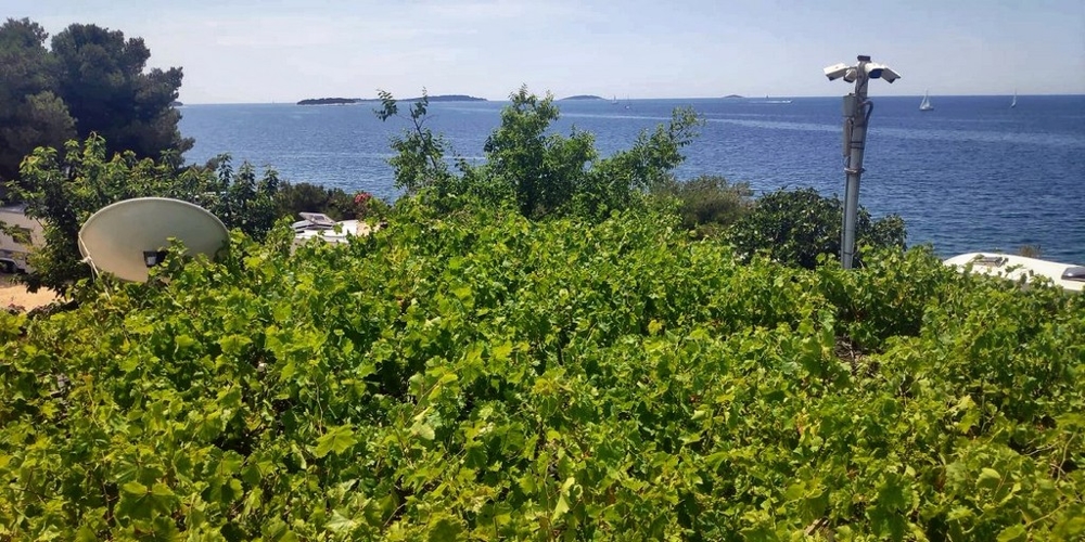 Feuillage de vigne au premier plan et vue sur les îles au large
