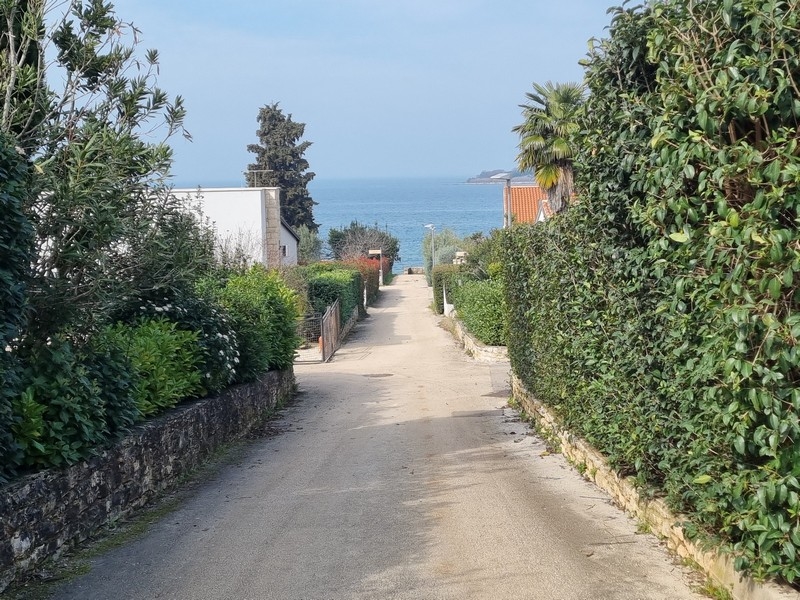 Route entre des haies avec vue plongeante sur l'eau