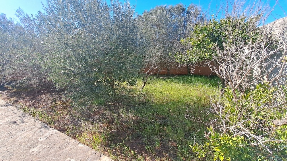 Jardin verdoyant avec oliviers à côté d'un bien en bord de mer en Croatie
