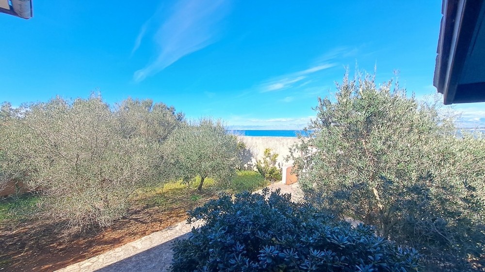 Vue sur la mer à travers des plantes méditerranéennes depuis un bien en bord de mer en Croatie