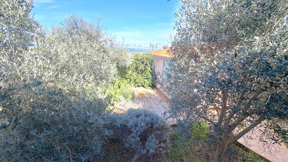 Oliviers et végétation méditerranéenne dans un jardin, partie d'un bien en bord de mer en Croatie