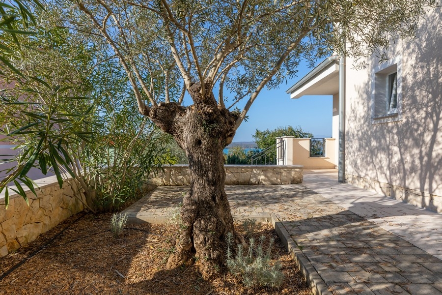 Espace jardin avec olivier et vue mer