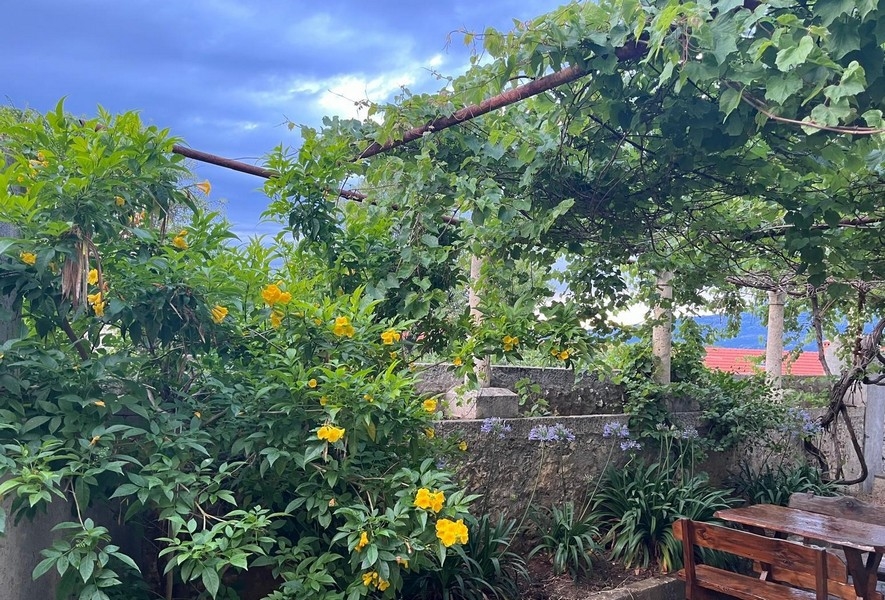 Terrasse couverte avec vigne et jardin