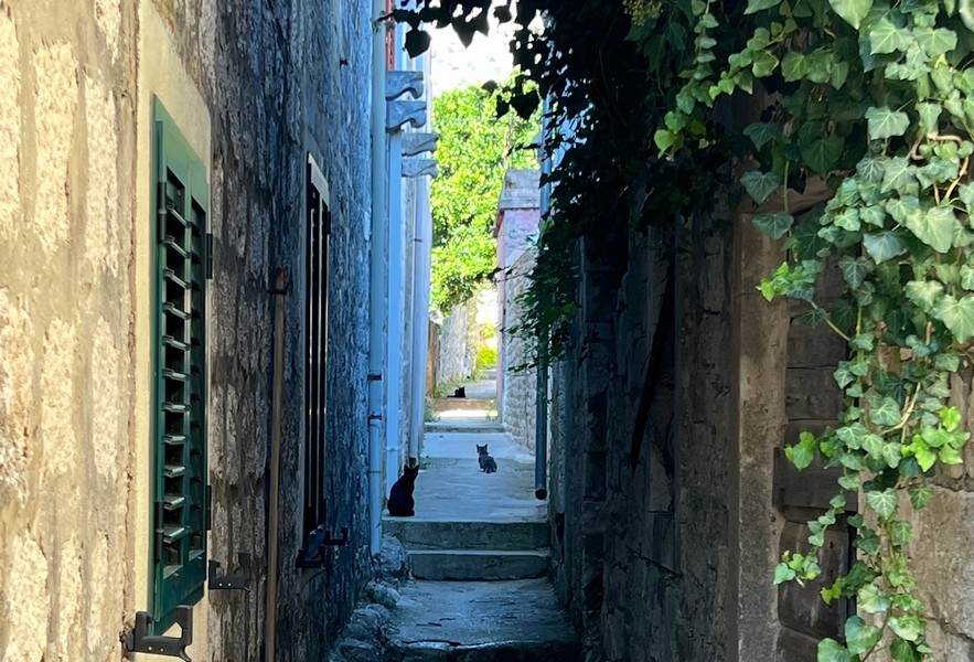 Ruelle étroite avec chats