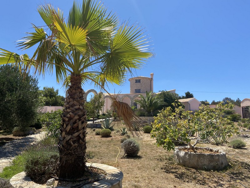 Palmier dans le jardin méditerranéen devant la propriété