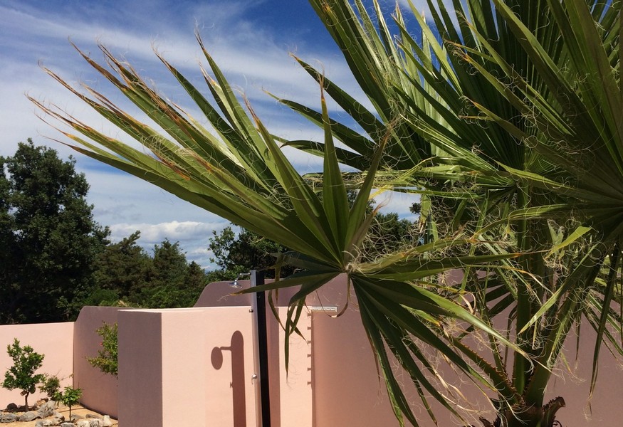Palmier devant une maison rose sur l'île de Silba