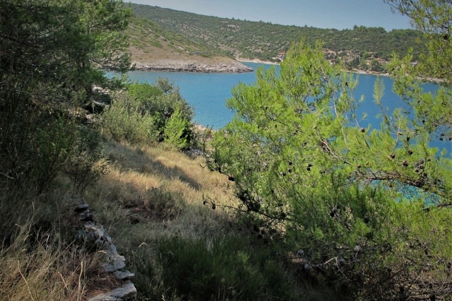Baie et côte avec pins au bord de la mer