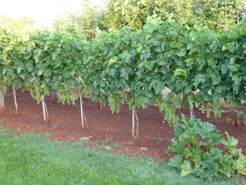 Vignes dans le jardin du terrain