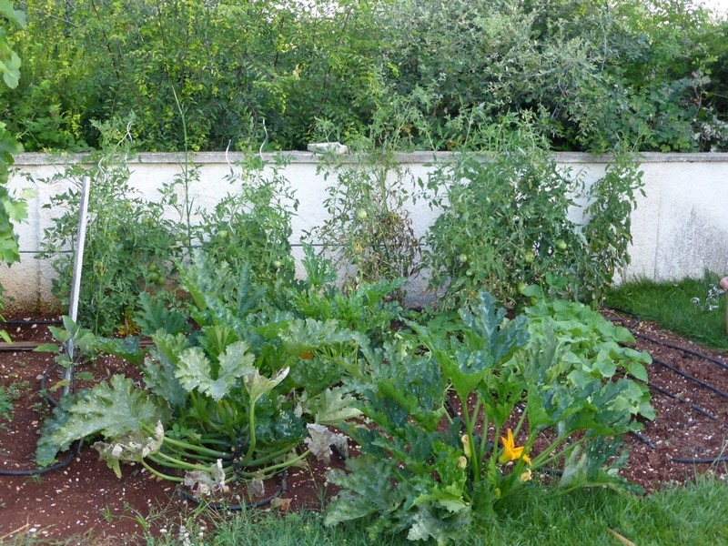 Potager près de la maison