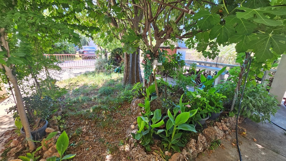 Cour avec figuier et plantations
