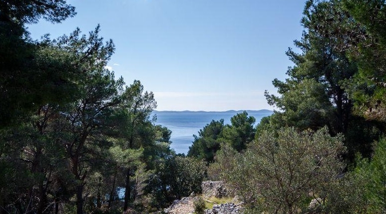 Vue depuis le terrain à travers les pins sur la mer