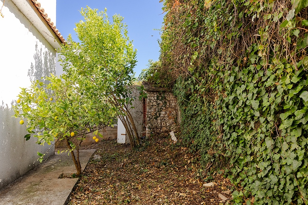 Jardin de la maison avec citronnier et mur végétalisé