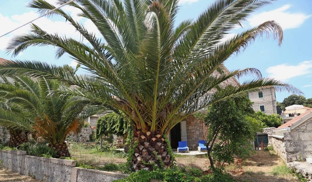 Jardin avec palmiers
