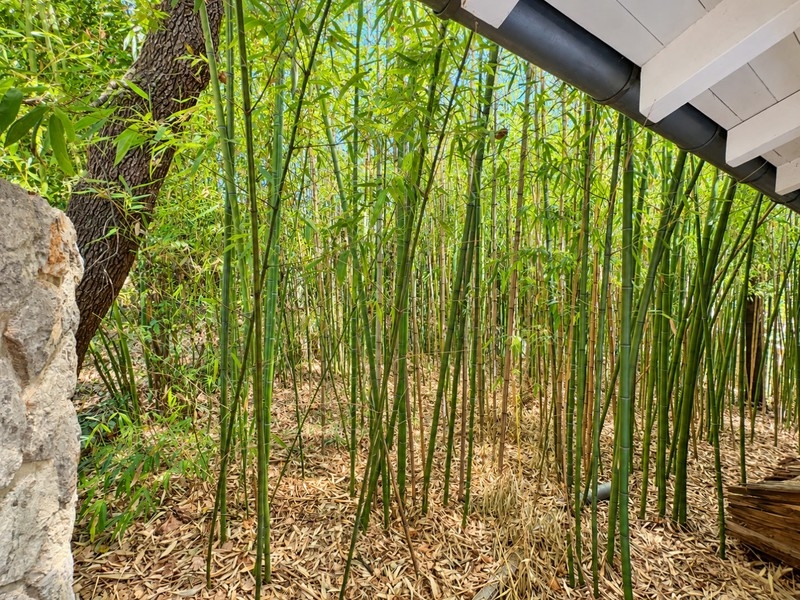 Bambou dans le jardin près de la dépendance