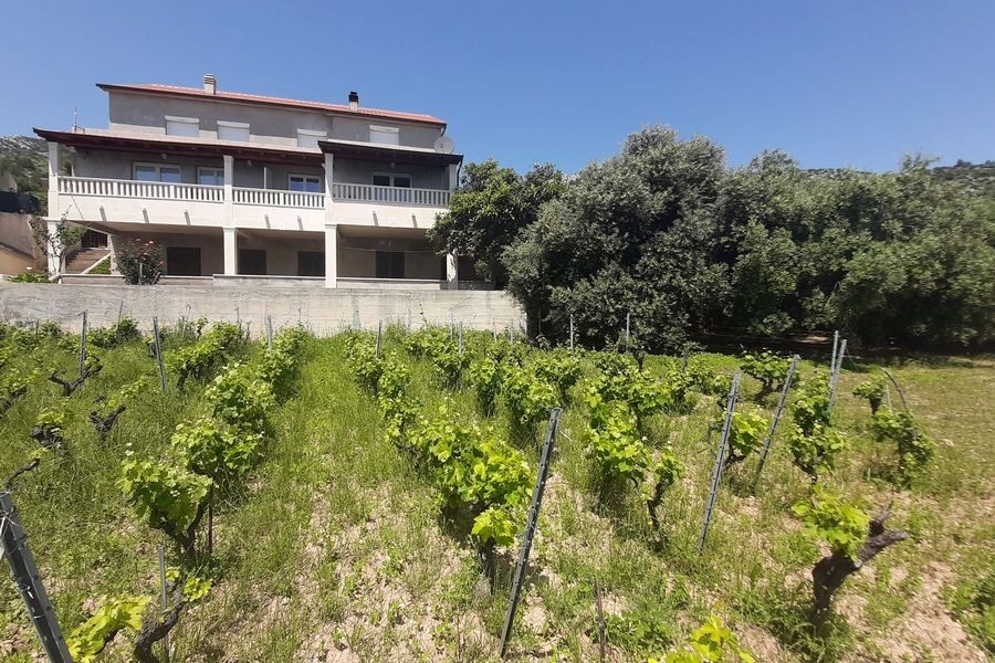 Vue extérieure de la maison avec vigne