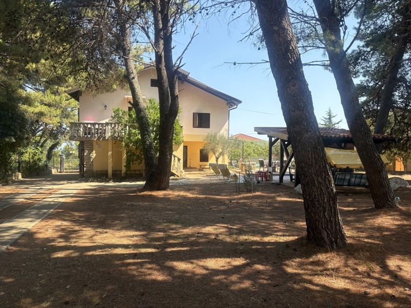 Maison entre de hauts pins dans le grand jardin