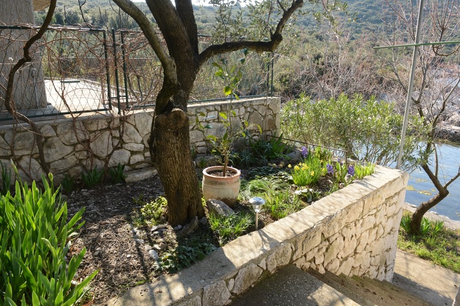 Jardin avec olivier et mur en pierre naturelle